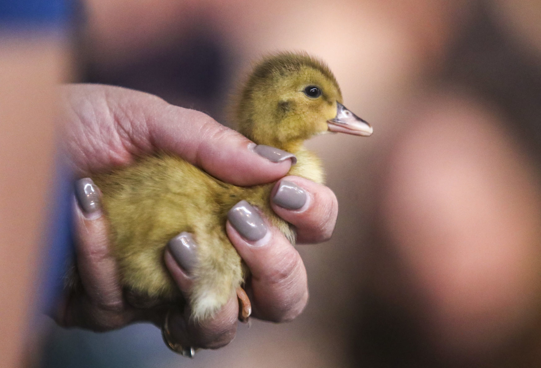 041419-mda-nws-ducks-007